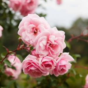 Come eliminare i parassiti dalle rose: metodi di controllo delle malattie più comuni!