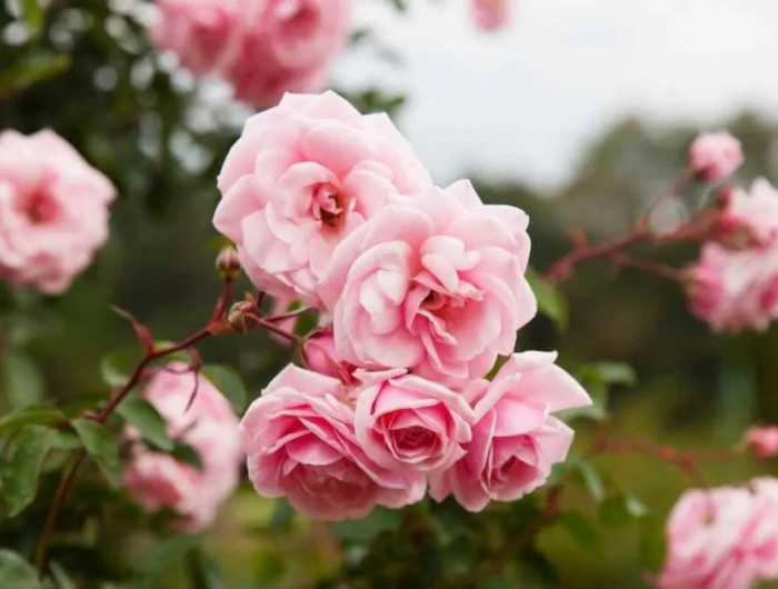 Come eliminare i parassiti dalle rose: metodi di controllo delle malattie più comuni!