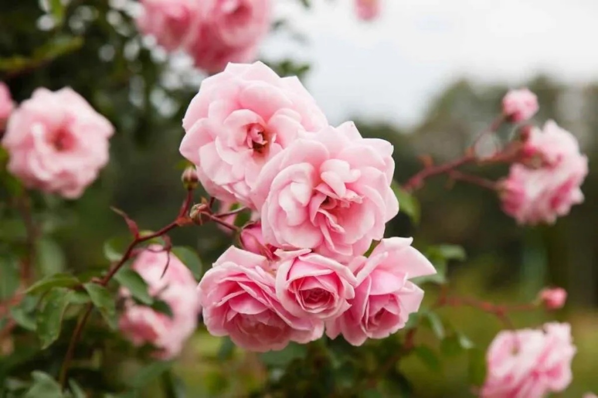 rami di rosa rosa giardino fiorito