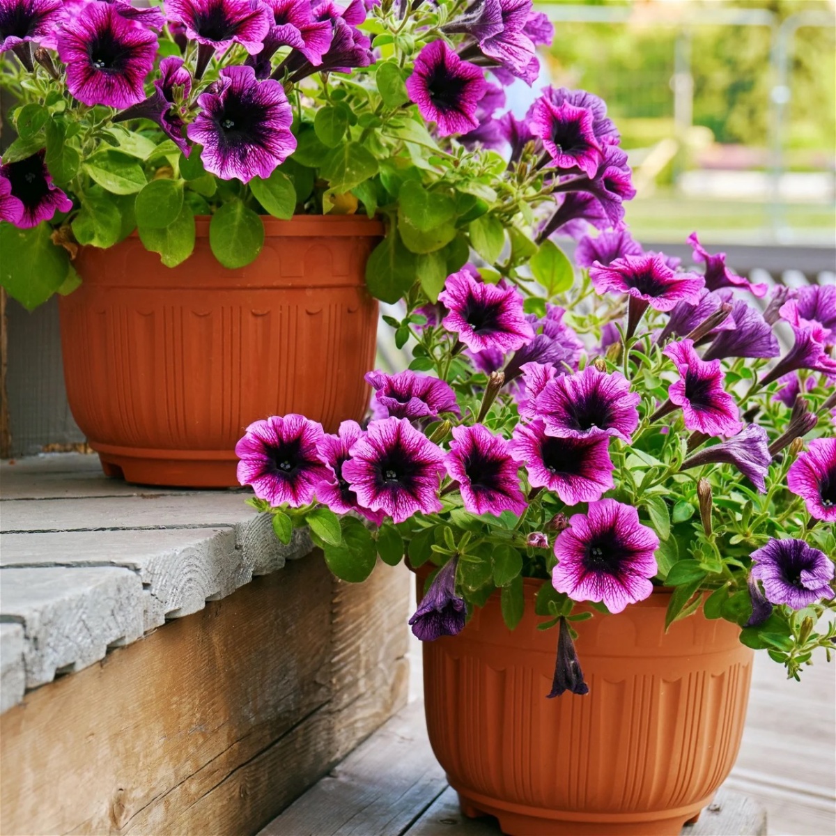 vasi con petunie viole giardino fiorito