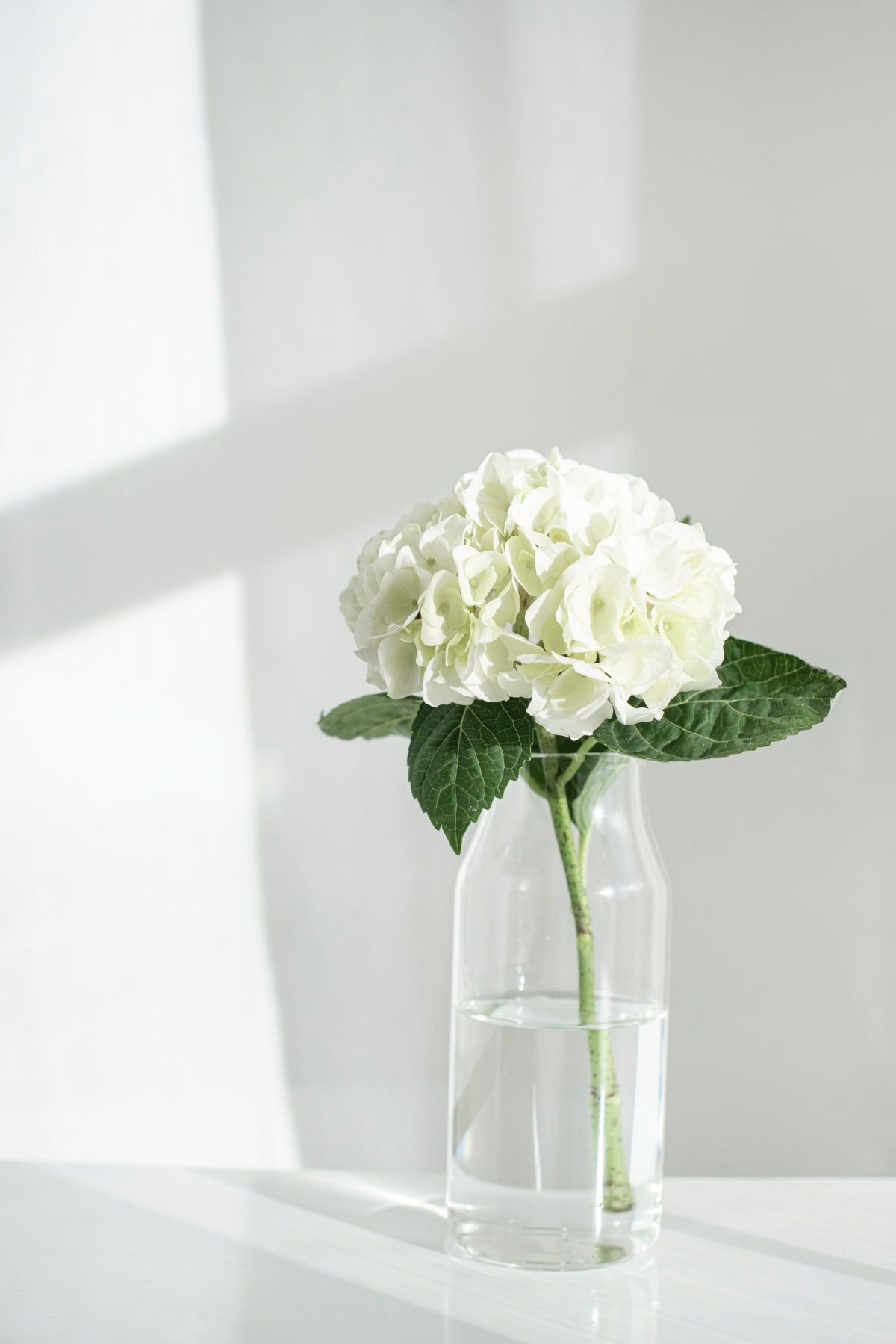 vaso trasparente con un fiore ortensia bianca