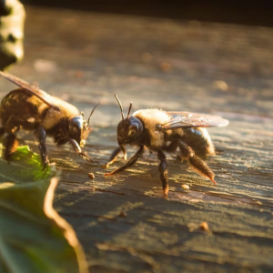 Con questi repellenti naturali per le api non dovrai più utilizzare spray chimici!