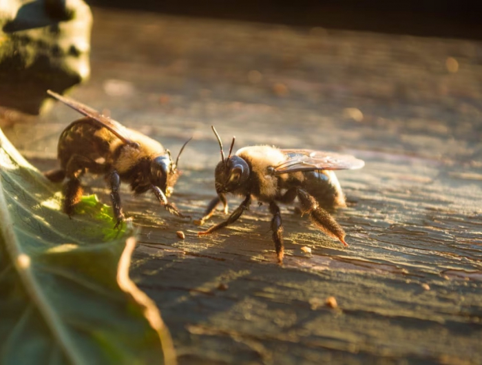 Con questi repellenti naturali per le api non dovrai più utilizzare spray chimici!