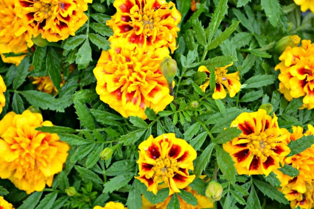 fiori gialli in giardino