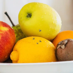 Allontanare i moscerini della frutta: le trappole naturali facili da fare