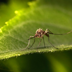Allontanare le zanzare da casa: le piante come repellente naturale!
