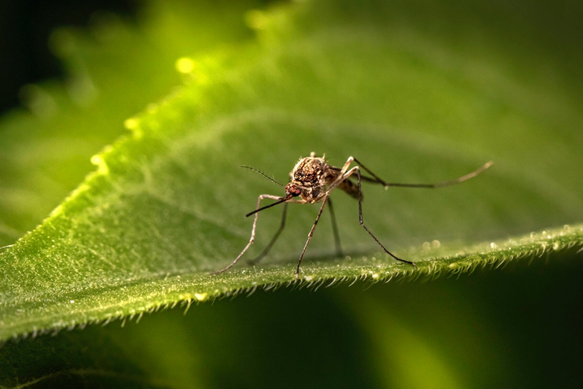 allontanare le zanzare da casa metodi naturali
