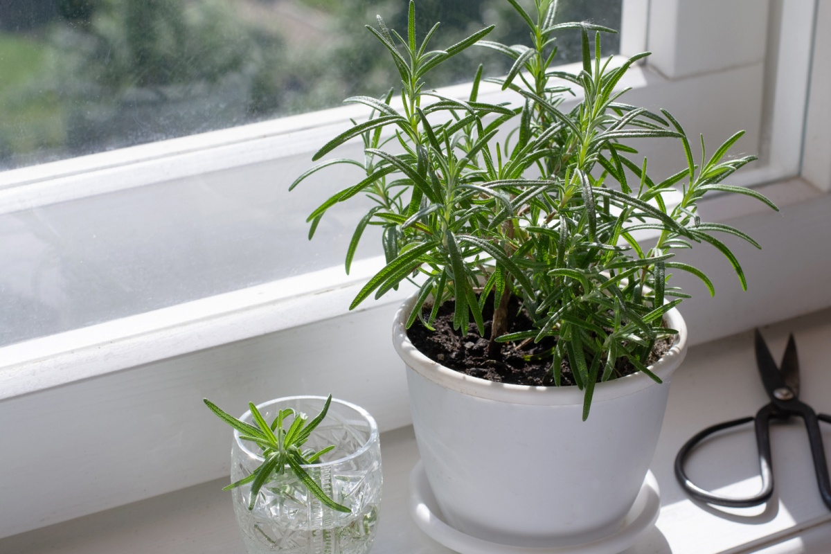 coltivare il rosmarino in vaso davanzale della finestra