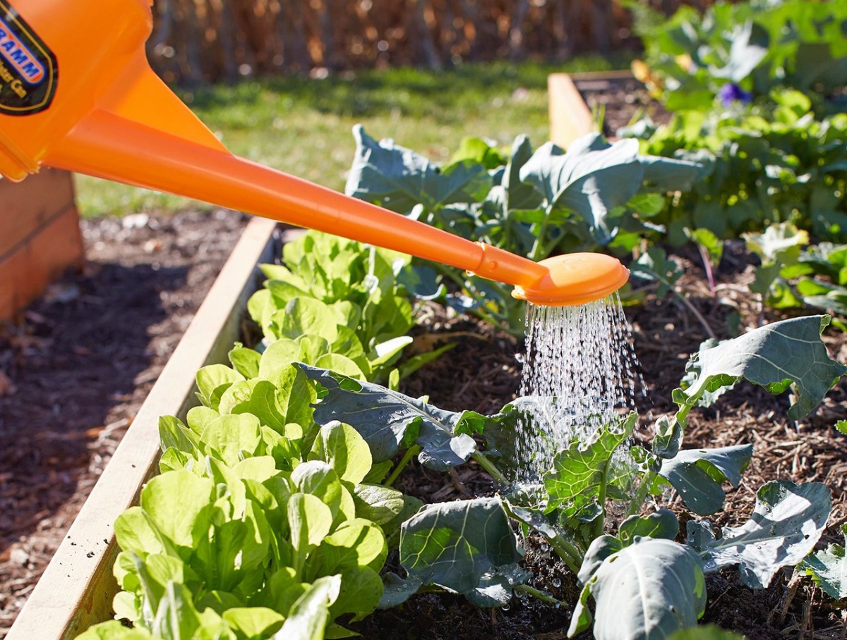 innaffiare orto in estate risparmio di acqua