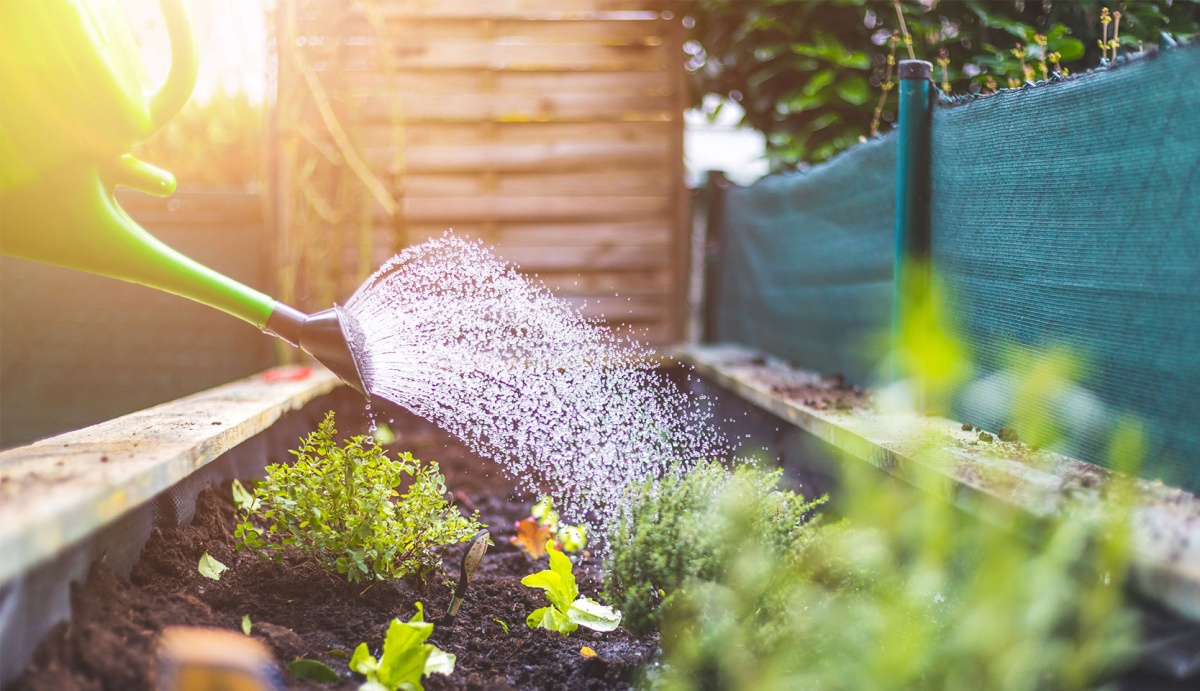 innaffiare orto in giardino risparmio di acqua