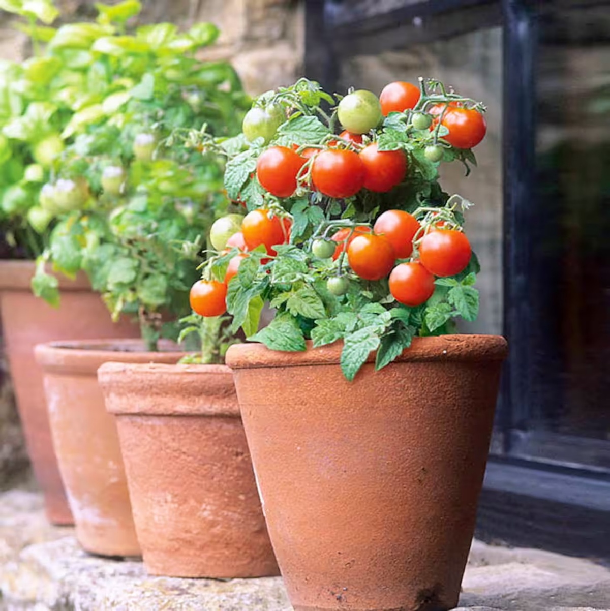 pianta di pomodoro in vaso in giardino