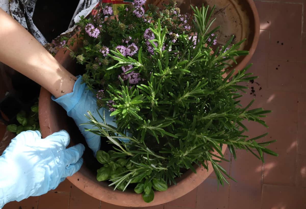 piantare il rosmarino in vaso con latre piante