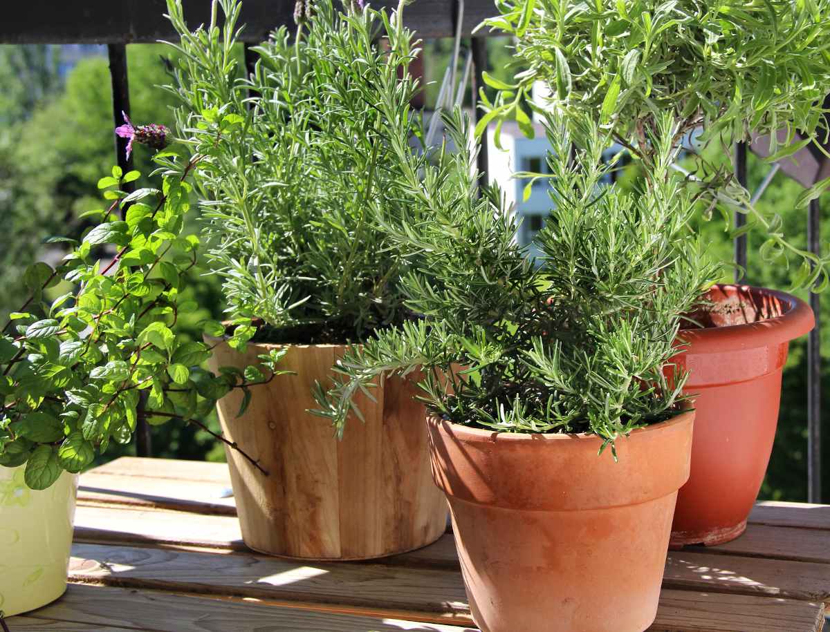 piante aromatiche in vaso repellenti naturali