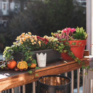 Fiori autunnali da balcone: 5 varietà che colorano la nostra casa!