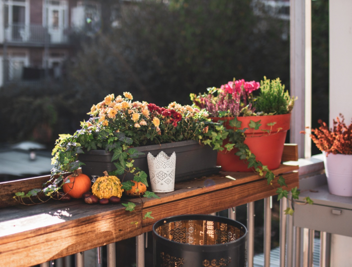 Fiori autunnali da balcone: 5 varietà che colorano la nostra casa!