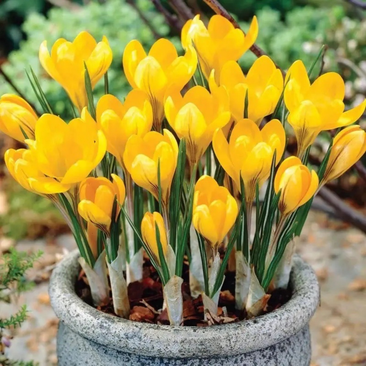 crochi gialli in vaso da balcone fiori autunnali