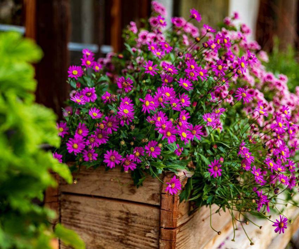 fiori autunnali da balcone fioriera con astri viola