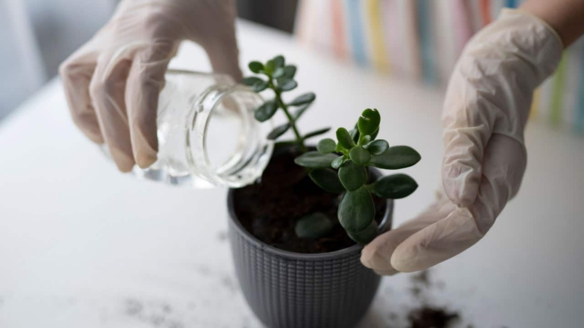 innaffiare poco pianta succulenta in vaso