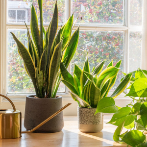 Dove Posizionare La Pianta Di Sansevieria In Casa?