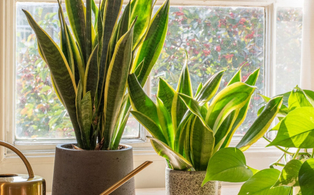 Dove Posizionare La Pianta Di Sansevieria In Casa?