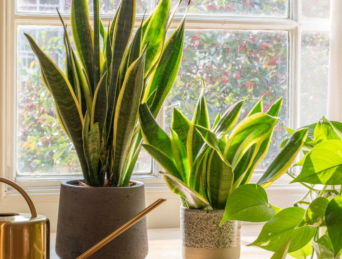 Dove Posizionare La Pianta Di Sansevieria In Casa?
