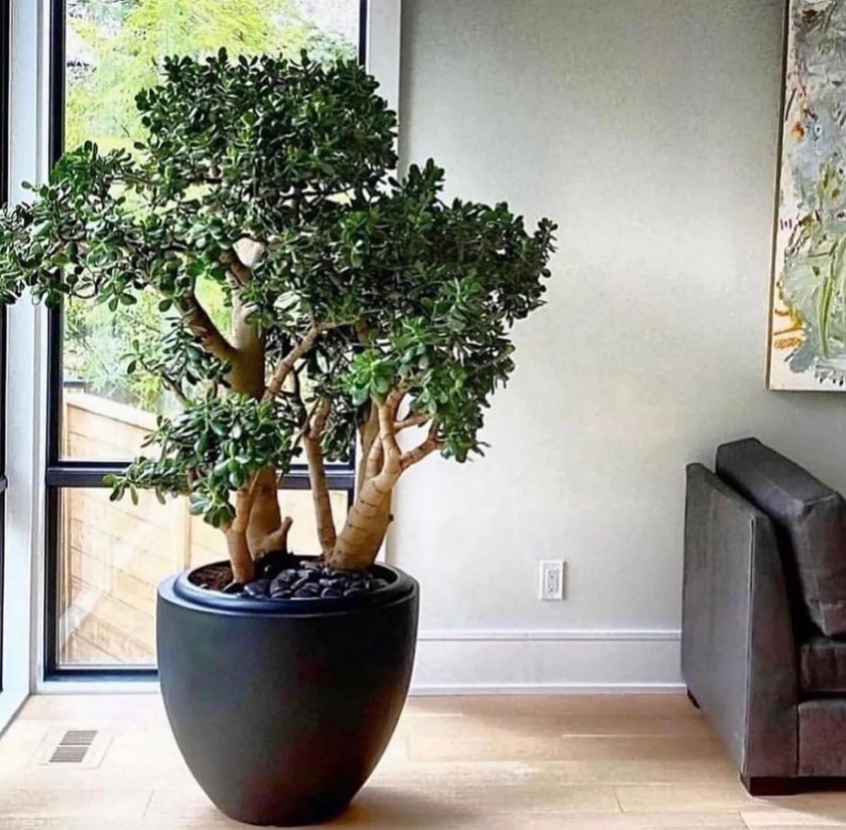 soggiorno decorato con vaso grande di albero di giada