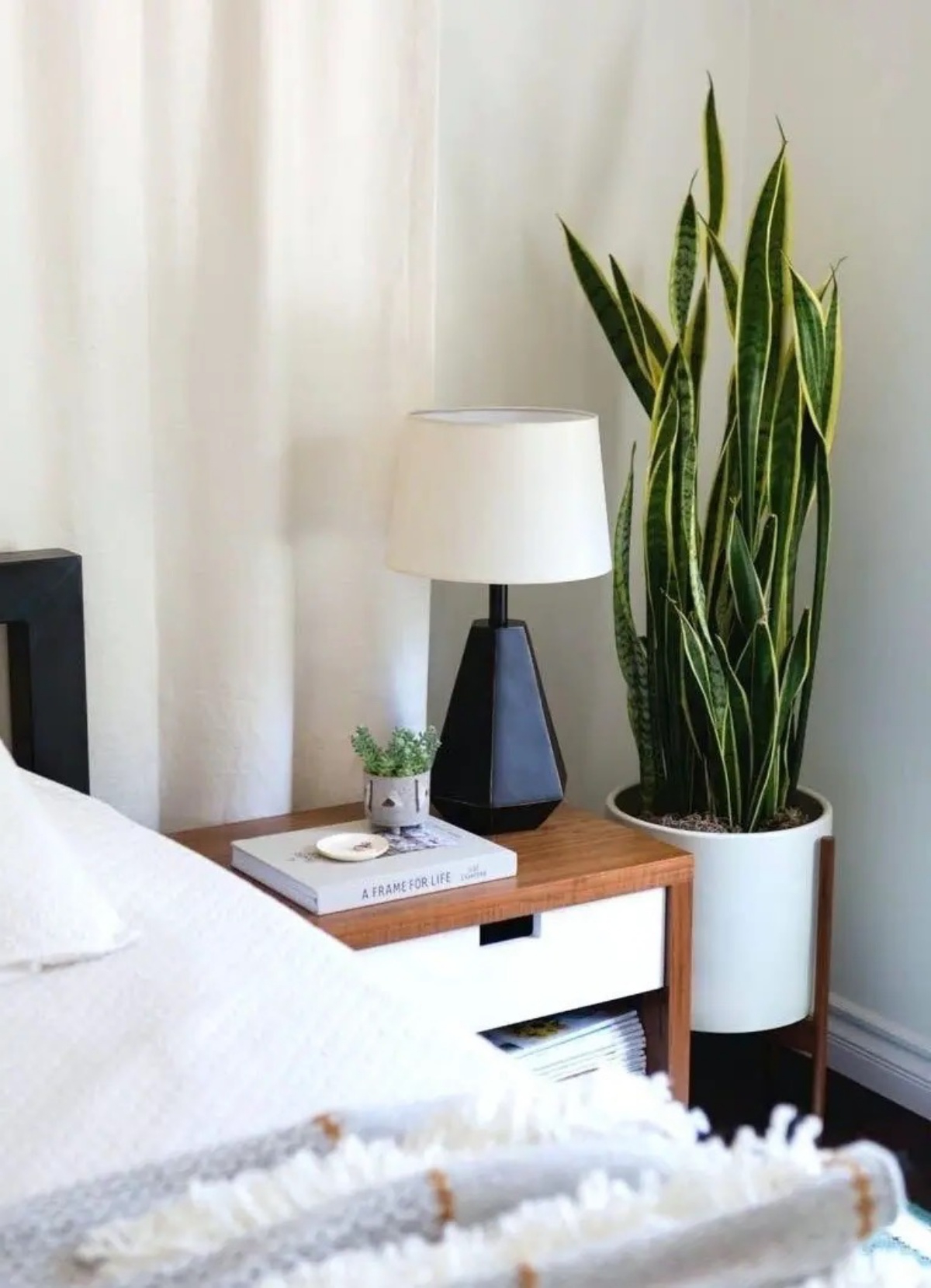 vaso con sansevieria foglie lunghe decorazione camera da letto