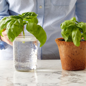 Coltivazione di erbe aromatiche in acqua e non hanno bisogno di terra