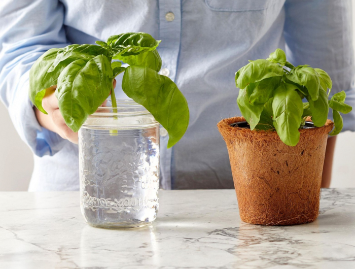 Coltivazione di erbe aromatiche in acqua e non hanno bisogno di terra