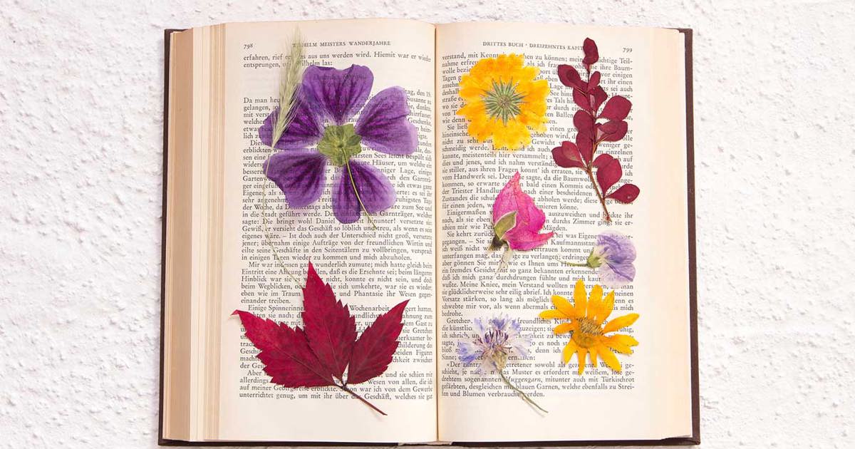come essiccare i fiori nei libri petali colorati