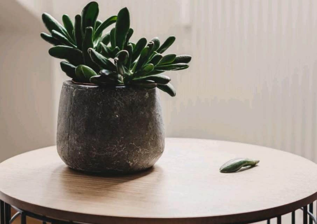 pianta grassa piccola vaso di ceramica
