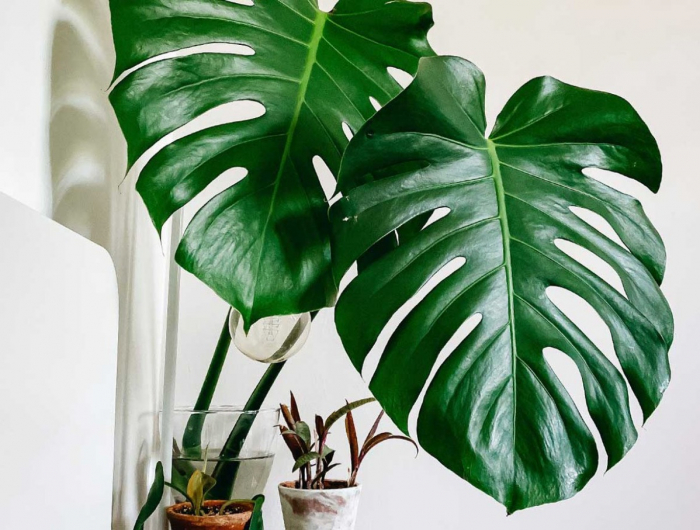 Decorare casa con la Monstera: pianta a foglia larga che sparge vitalità