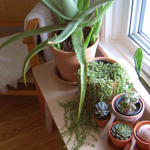 Piante grasse da interno con poca luce: 3 varietà per il tuo appartamento