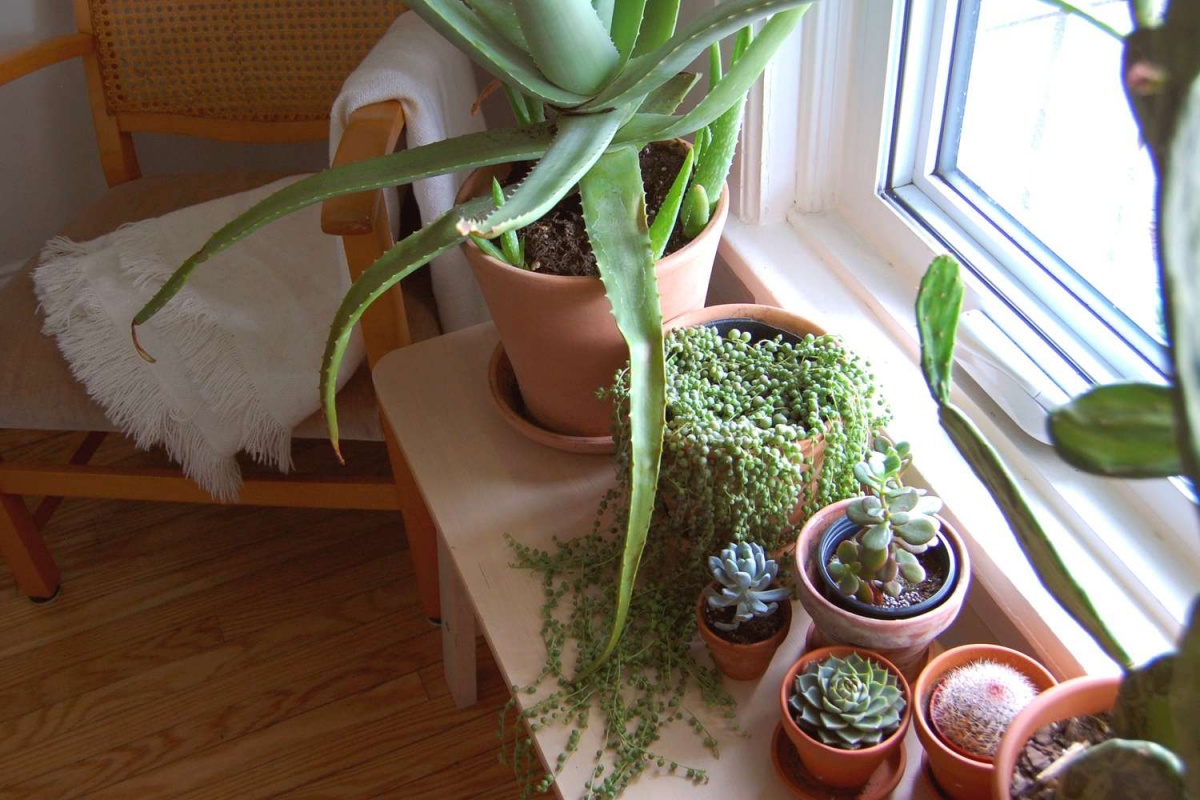 piante grasse da interno con poca luce succulente
