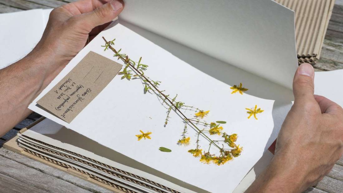 scrapbooking pagine di libro con fiore secco