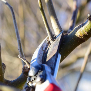 Come potare il melo in inverno e quando farlo senza rischiare