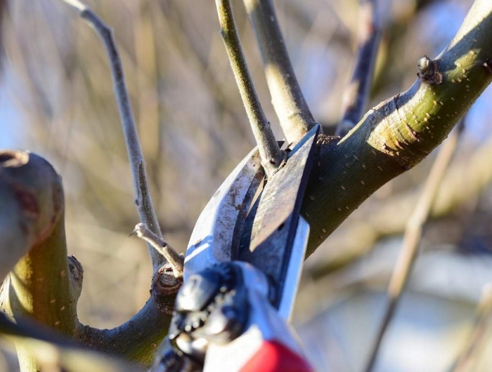 Come potare il melo in inverno e quando farlo senza rischiare