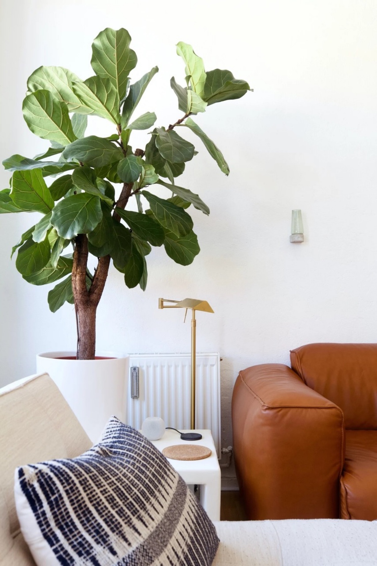 albero di fico da interno soggiorno arredato moderno