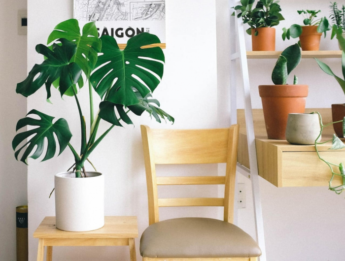 Come curare la Monstera Deliciosa: una freschezza tropicale in casa