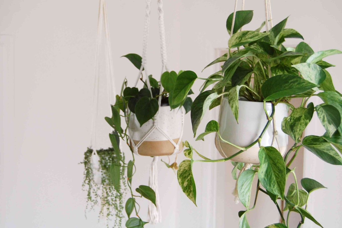 filodendro rampicante piante da interno in vaso