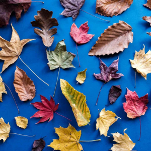 Foglie autunnali da colorare anche per i bambini della scuola materna
