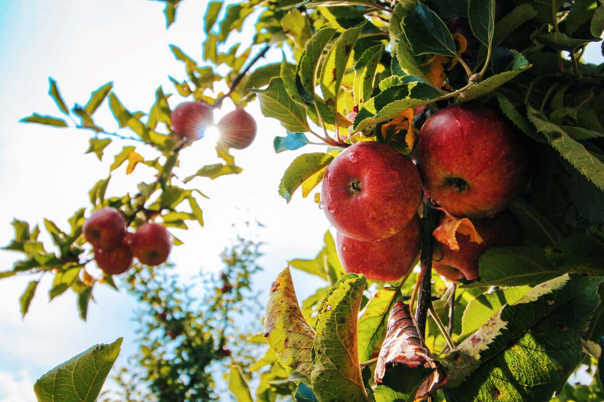 mele rosse su un albero da frutto