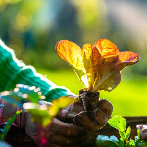Orto in autunno: ecco cosa mettere a terra nel mese di ottobre!
