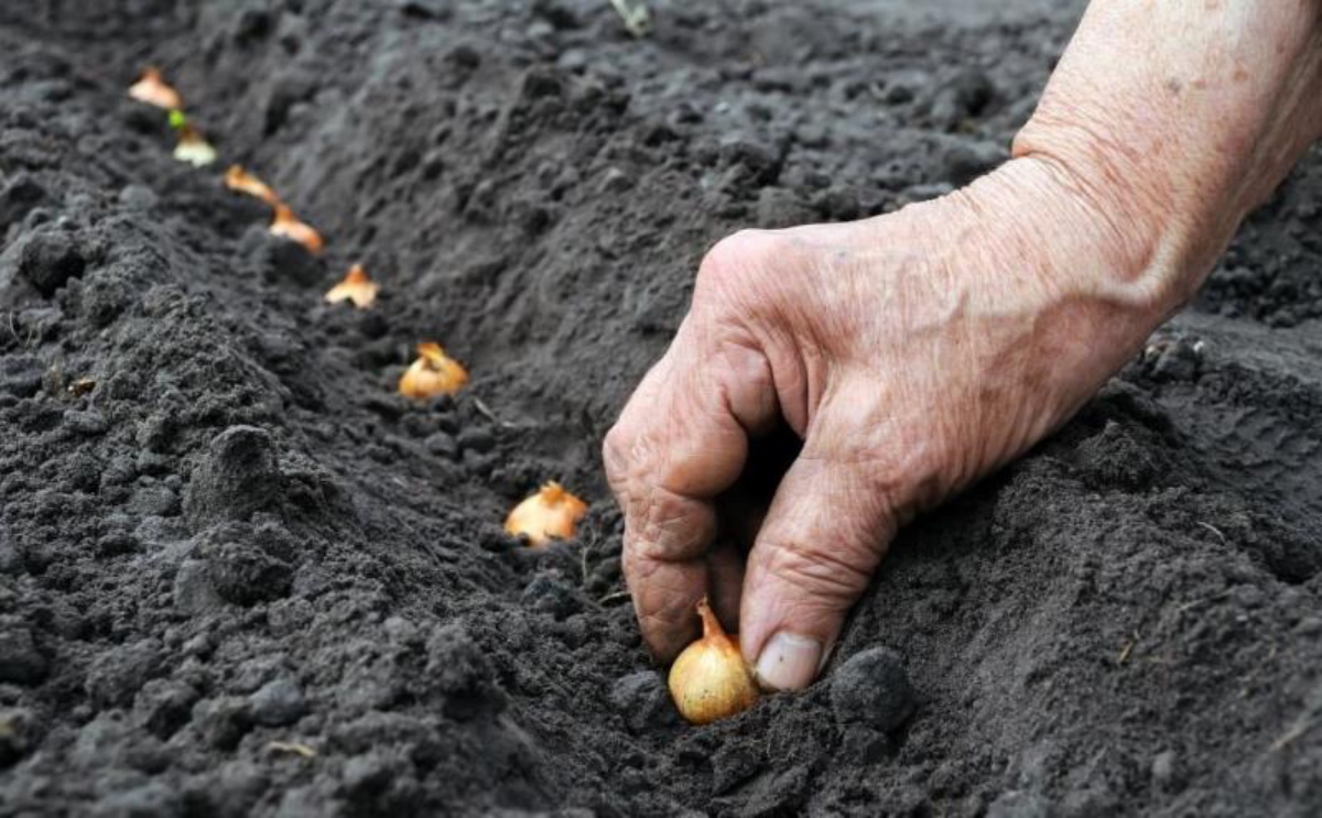 piantare cipolla in terreno orto in autunno