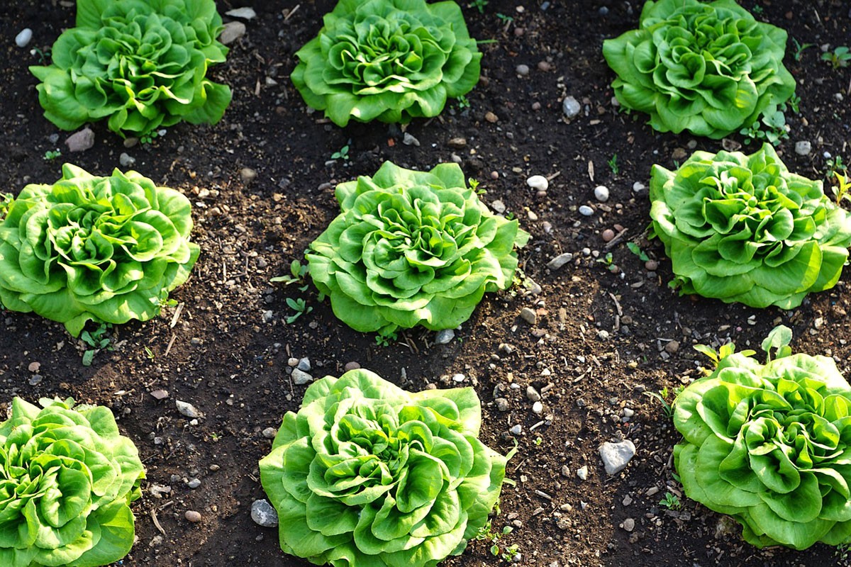 piantare verdura a foglia verde insalata