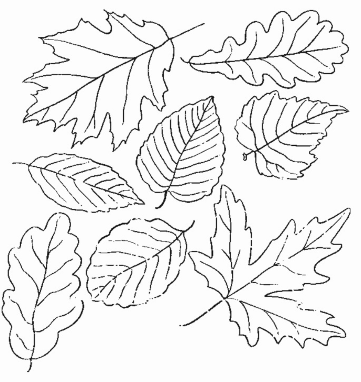 schizzi di foglie da stampare e colorare