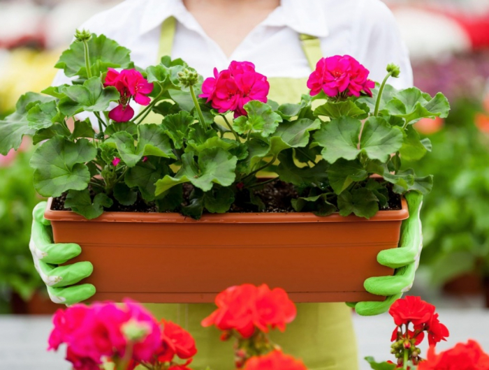 Pianta di geranio in inverno: la star dell’estate che lascia il suo posto