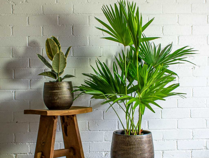 Palme da interno: 5 piante tropicali da appartamento che puoi avere