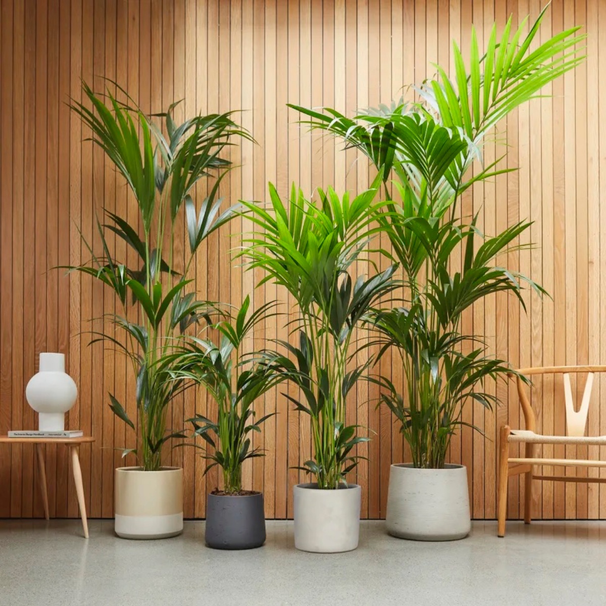 pianta palma kentia in vaso salone con parete di legno