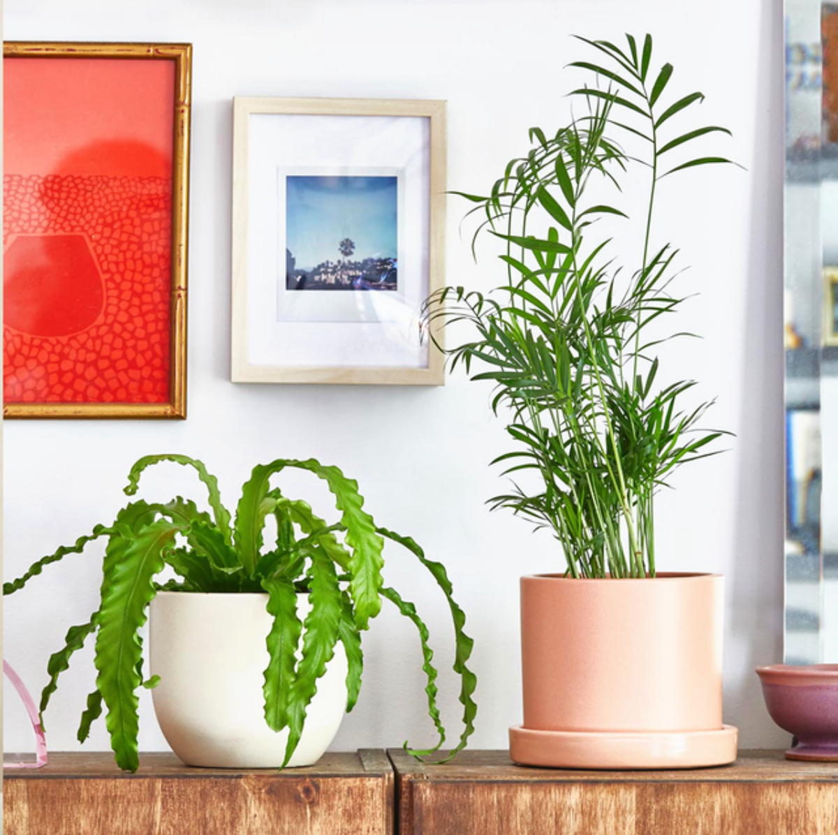 piante da appartamento a foglia verde